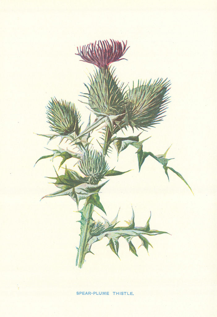 Spear-Plume Thistle. Wild Flowers by Frederick Edward Hulme c1895 old print